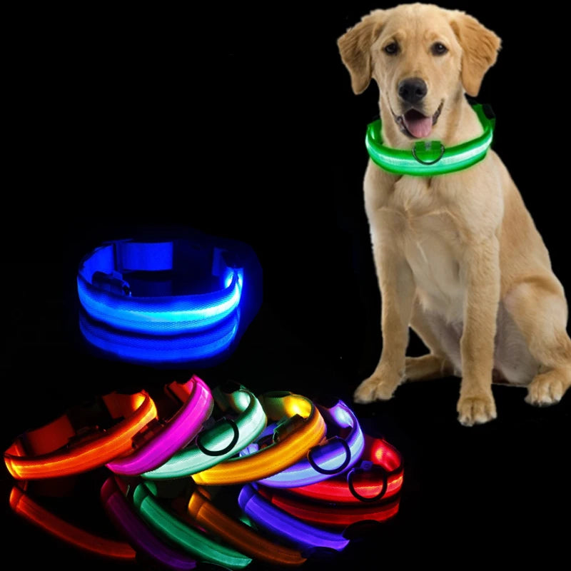 Collier lumineux pour chien