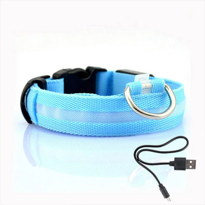 Collier lumineux pour chien