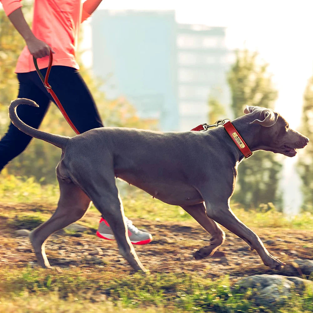 Laisse en cuir pour chien